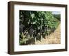 Vineyard, Gaillac, France-Robert Cundy-Framed Photographic Print