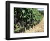 Vineyard, Gaillac, France-Robert Cundy-Framed Photographic Print