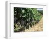 Vineyard, Gaillac, France-Robert Cundy-Framed Photographic Print