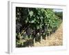 Vineyard, Gaillac, France-Robert Cundy-Framed Photographic Print