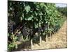 Vineyard, Gaillac, France-Robert Cundy-Mounted Photographic Print