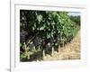 Vineyard, Gaillac, France-Robert Cundy-Framed Photographic Print