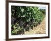 Vineyard, Gaillac, France-Robert Cundy-Framed Photographic Print