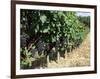 Vineyard, Gaillac, France-Robert Cundy-Framed Photographic Print