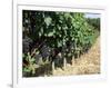 Vineyard, Gaillac, France-Robert Cundy-Framed Photographic Print