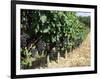 Vineyard, Gaillac, France-Robert Cundy-Framed Photographic Print