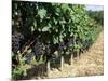 Vineyard, Gaillac, France-Robert Cundy-Mounted Photographic Print