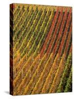 Vineyard, Germany-Herbert Kehrer-Stretched Canvas