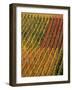 Vineyard, Germany-Herbert Kehrer-Framed Photographic Print