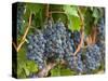 Vineyard Grapes, Calistoga, Napa Valley, California-Walter Bibikow-Stretched Canvas