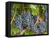 Vineyard Grapes, Calistoga, Napa Valley, California-Walter Bibikow-Framed Stretched Canvas