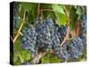 Vineyard Grapes, Calistoga, Napa Valley, California-Walter Bibikow-Stretched Canvas