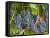 Vineyard Grapes, Calistoga, Napa Valley, California-Walter Bibikow-Framed Stretched Canvas