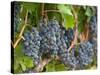 Vineyard Grapes, Calistoga, Napa Valley, California-Walter Bibikow-Stretched Canvas