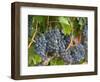 Vineyard Grapes, Calistoga, Napa Valley, California-Walter Bibikow-Framed Photographic Print