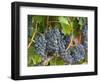 Vineyard Grapes, Calistoga, Napa Valley, California-Walter Bibikow-Framed Photographic Print