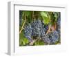 Vineyard Grapes, Calistoga, Napa Valley, California-Walter Bibikow-Framed Photographic Print