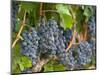 Vineyard Grapes, Calistoga, Napa Valley, California-Walter Bibikow-Mounted Photographic Print