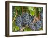 Vineyard Grapes, Calistoga, Napa Valley, California-Walter Bibikow-Framed Photographic Print
