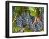 Vineyard Grapes, Calistoga, Napa Valley, California-Walter Bibikow-Framed Photographic Print