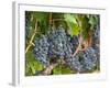 Vineyard Grapes, Calistoga, Napa Valley, California-Walter Bibikow-Framed Photographic Print