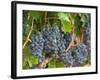 Vineyard Grapes, Calistoga, Napa Valley, California-Walter Bibikow-Framed Photographic Print