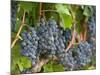 Vineyard Grapes, Calistoga, Napa Valley, California-Walter Bibikow-Mounted Photographic Print