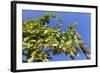 Vineyard, Gumpoldskirchen, Lower Austria, Austria, Europe-Gerhard Wild-Framed Photographic Print