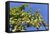 Vineyard, Gumpoldskirchen, Lower Austria, Austria, Europe-Gerhard Wild-Framed Stretched Canvas