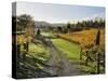 Vineyard, Havelock North, Hawke's Bay, North Island, New Zealand, Pacific-Jochen Schlenker-Stretched Canvas