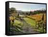 Vineyard, Havelock North, Hawke's Bay, North Island, New Zealand, Pacific-Jochen Schlenker-Framed Stretched Canvas