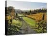 Vineyard, Havelock North, Hawke's Bay, North Island, New Zealand, Pacific-Jochen Schlenker-Stretched Canvas