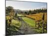 Vineyard, Havelock North, Hawke's Bay, North Island, New Zealand, Pacific-Jochen Schlenker-Mounted Photographic Print