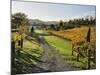 Vineyard, Havelock North, Hawke's Bay, North Island, New Zealand, Pacific-Jochen Schlenker-Mounted Photographic Print