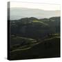 Vineyard Hills-Lance Kuehne-Stretched Canvas