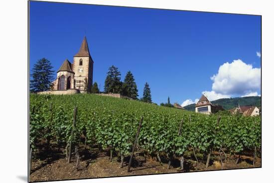 Vineyard, Hunawihr, Upper Alsace, France-Guy Thouvenin-Mounted Photographic Print