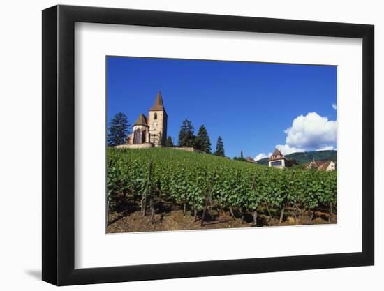 Vineyard, Hunawihr, Upper Alsace, France-Guy Thouvenin-Framed Photographic Print