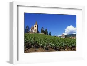 Vineyard, Hunawihr, Upper Alsace, France-Guy Thouvenin-Framed Photographic Print