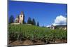 Vineyard, Hunawihr, Upper Alsace, France-Guy Thouvenin-Mounted Photographic Print