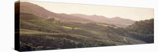 Vineyard in a Valley, Sonom, Sonoma County, California, USA-null-Stretched Canvas