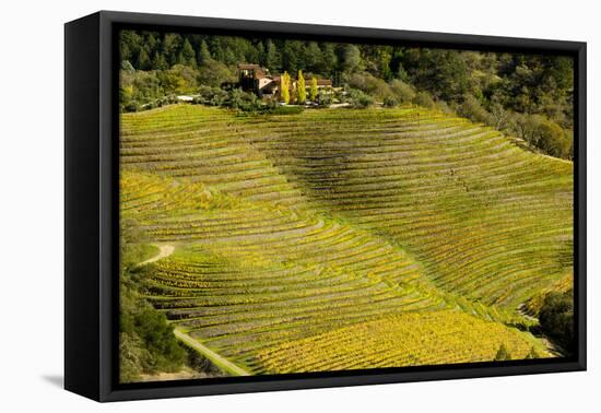 Vineyard in Autumn Colour Napa Valley Vineyards-null-Framed Stretched Canvas