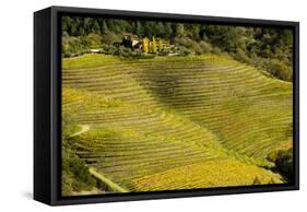 Vineyard in Autumn Colour Napa Valley Vineyards-null-Framed Stretched Canvas