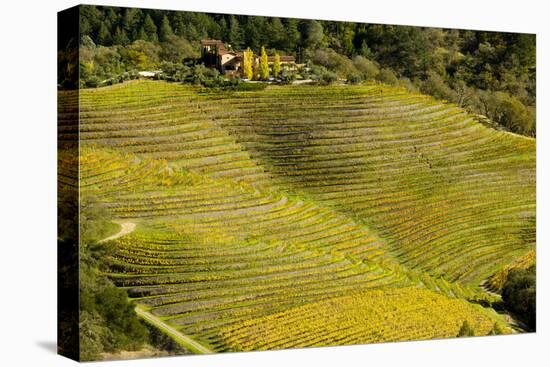 Vineyard in Autumn Colour Napa Valley Vineyards-null-Stretched Canvas