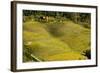 Vineyard in Autumn Colour Napa Valley Vineyards-null-Framed Photographic Print