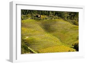 Vineyard in Autumn Colour Napa Valley Vineyards-null-Framed Photographic Print