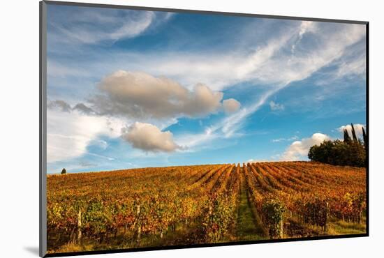 Vineyard in autumn, Italy-George and Marilu Theodore-Mounted Photographic Print