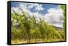 Vineyard in Baden-Baden with Retro Filter Effect-g215-Framed Stretched Canvas