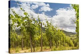 Vineyard in Baden-Baden with Retro Filter Effect-g215-Stretched Canvas