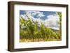 Vineyard in Baden-Baden with Retro Filter Effect-g215-Framed Photographic Print