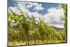 Vineyard in Baden-Baden with Retro Filter Effect-g215-Mounted Photographic Print